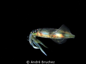 calamar de récif de nuit by André Bruchez 